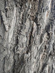Atmospheric texture of natural wood bark