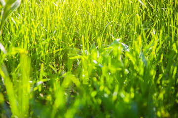 Bright green grass. Summer mood photo. Nature background. Beautiful fresh wallpaper.