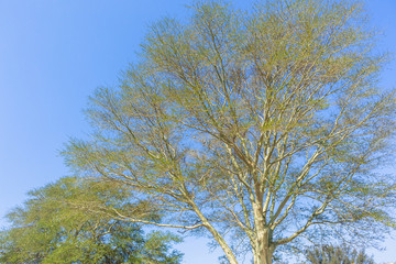 Tropical Fever Trees Large Closeup Blue Sky