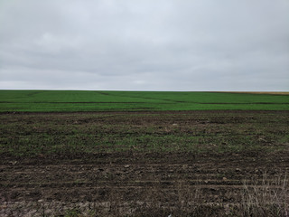 Fototapeta na wymiar A beautiful landscape of a wheat field in the countryside