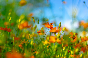 松島のマリーゴールド