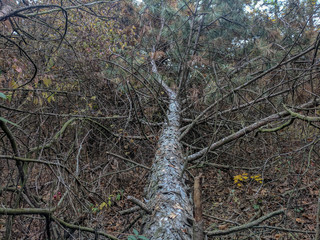 impenetrable thickets in a pine forest