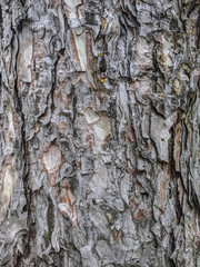 Atmospheric texture of natural wood bark