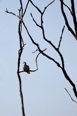 Streptopelia sits on dry branches.