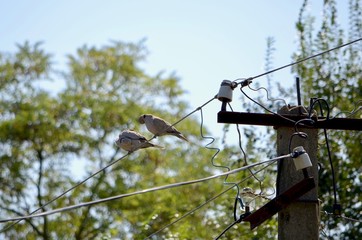Two wild pigeons brush feathers sitting on wires. 