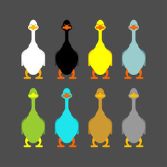 Geese colored set. domestic waterfowl. vector illustration