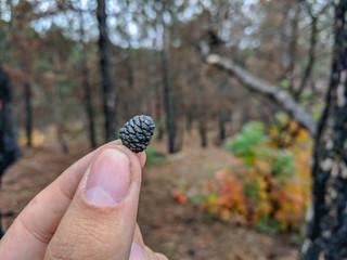 pine cones in a pine forest