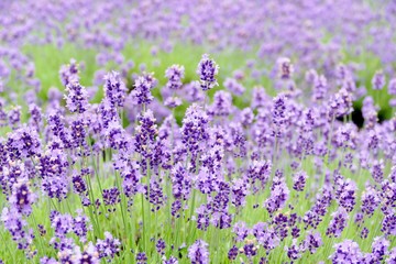 Naklejka premium 《美郷町のラベンダー園》秋田県美郷町