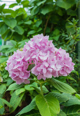 Beautiful pink Hydrangea flower garden, nature concept background