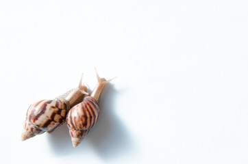 two snails on a white background