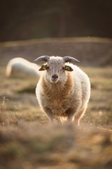 A sheep staring into the lens during sunset
