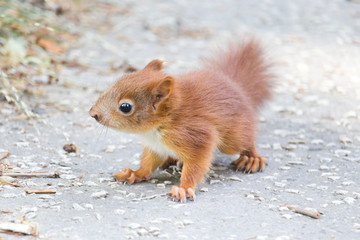 A curious squirrel on the pavement in a city park