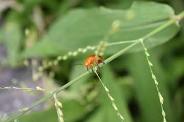 bug on leaf