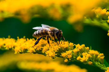 bee on a yellow flower