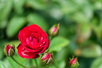 薔薇と雫