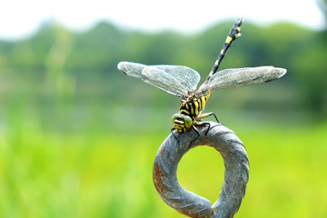 ちょっと一休み（とんぼ） © 洋介 井内