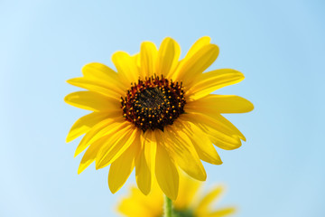 Fototapeta premium ひまわり（正面）