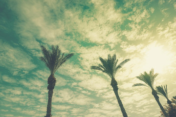 Obraz premium A row of tropic palm trees against the sunset sky. Silhouette of tall palm trees. Tropic evening landscape. Nature landscape. Vintage color
