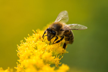 bee on flower - 284303527