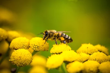 Abwaschbare Fototapete Biene Biene auf einer Blume
