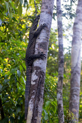 Goanna in tree near Kuranda in Tropical North Queensland, Australia