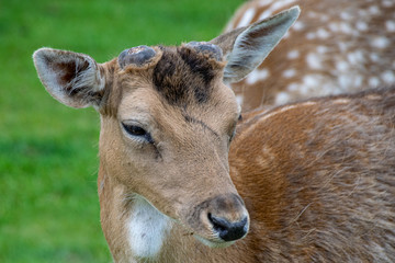 Velvet covering as new antlers grow on young fallow deer