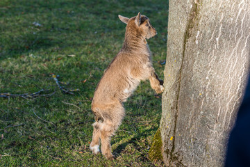 Junges Zicklein lehnt an baum