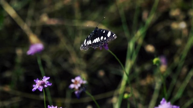 Black Butterfly on Flower as Cinemagraph