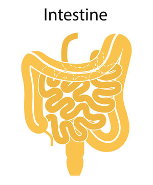 Human internal organs: large intestine and appendix, small intestine structure - Ileum,  Jejunum, Duodenum . Vector illustration. Flat design.