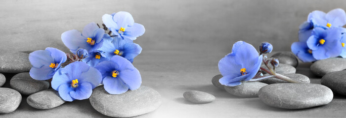 Zen stones and violet flowers on grey background.