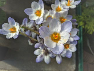 beautiful blooming spring flowers crocuses