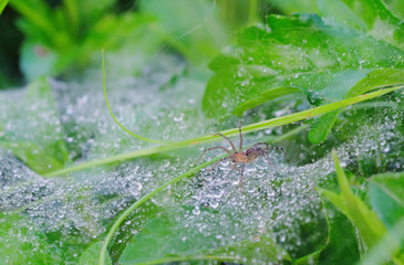A spider close up on a spider web that is wet in the rain on the green grass