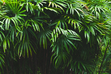 Fototapeta na wymiar Green palm tree leaves, tropical background