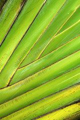 Tropical leaf pattern, natural background