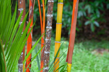 Colorful bamboo stems and palm tee leaves