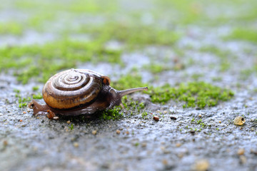 A small snail close up walking on a wet area from the rain