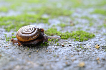 A small snail close up walking on a wet area from the rain