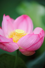 Fototapeta premium 大賀ハス