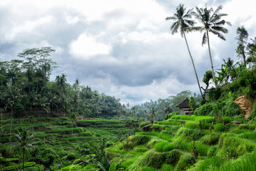 Fototapeta na wymiar view of Tegallalang Rice Terrace - Ubud - Bali - Indonesia