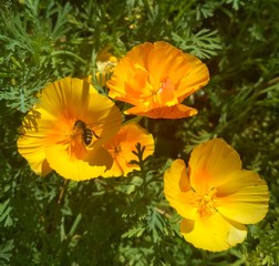 bee on escholzia