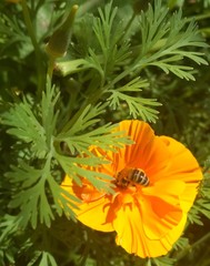 bee on escholzia