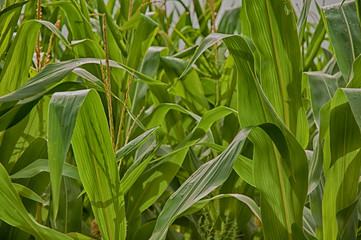Fototapeta premium Corn Stalks 