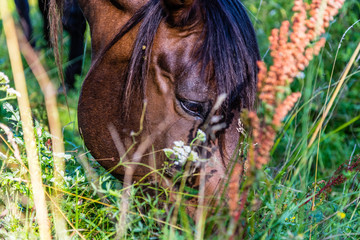 horses © Piotr_Kardas