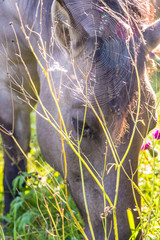 horses © Piotr_Kardas