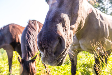 horses © Piotr_Kardas