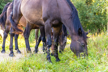 horses © Piotr_Kardas