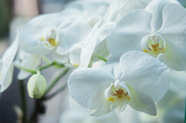 Fototapeta na wymiar white orchid phalaenopsis flowers macro. Phalaenopsis Orchid