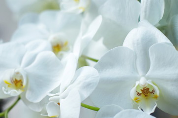 Naklejka na ściany i meble white orchid phalaenopsis flowers macro. Phalaenopsis Orchid