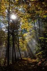 Rayons de soleil dans la forêt
