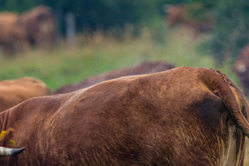 Parująca Krowa © Piotr_Kardas